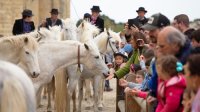 Aigues-Mortes - Printemps en Camargue