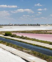 salin aigues mortes, renpart sud, camelle