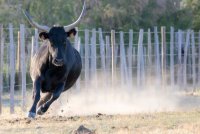 Veillée Camarguaise - Manade Saint Louis 1