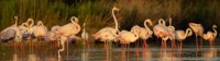 Cécile Domens - Flamants Roses