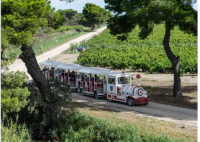 Manade du Domaine Royal de Jarras 4