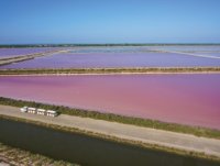 Salin d'Aigues-Mortes  3