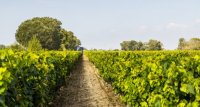 Vignes - Sable de Camargue